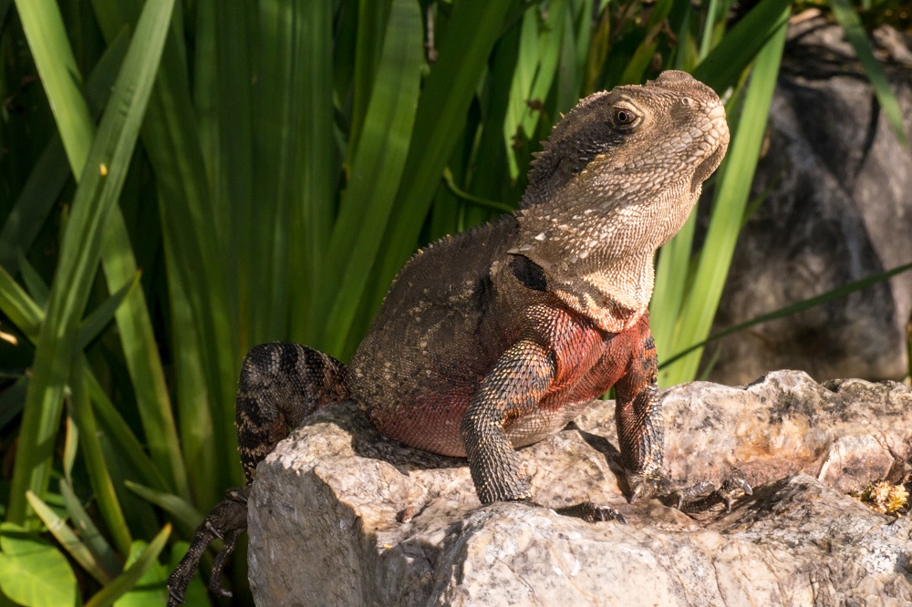 Australische Wasseragame