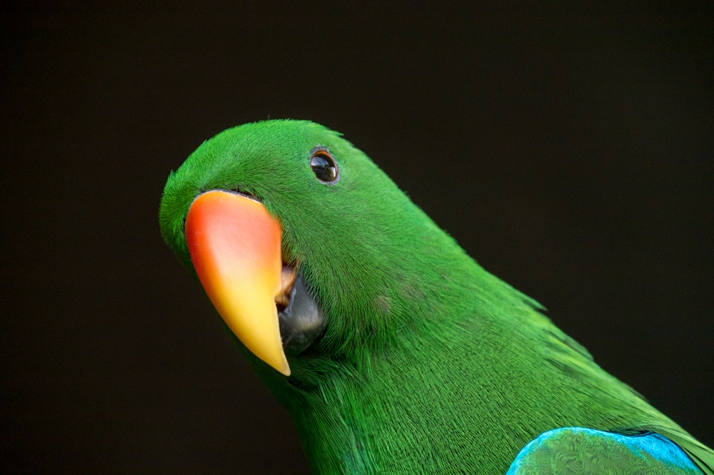 Australischer Edelpapagei