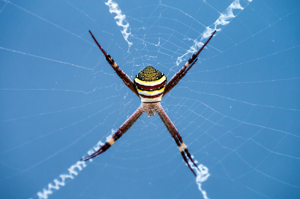 Zebraspinne, Australien